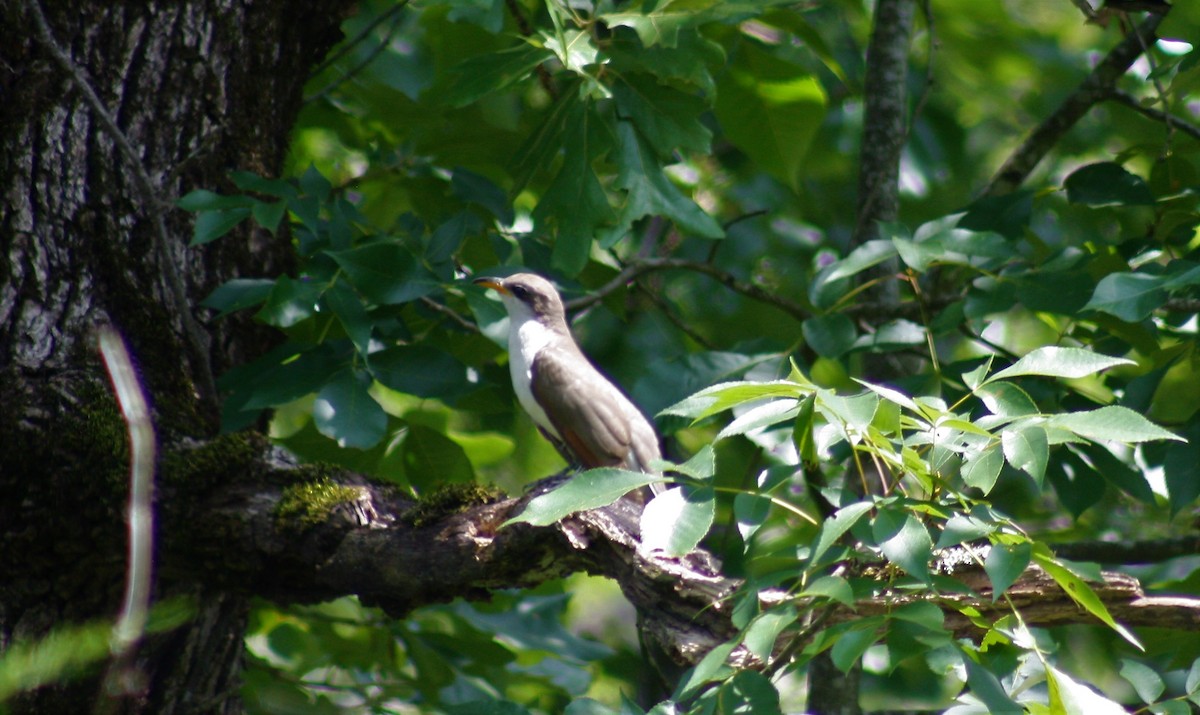 Yellow-billed Cuckoo - ML576457121