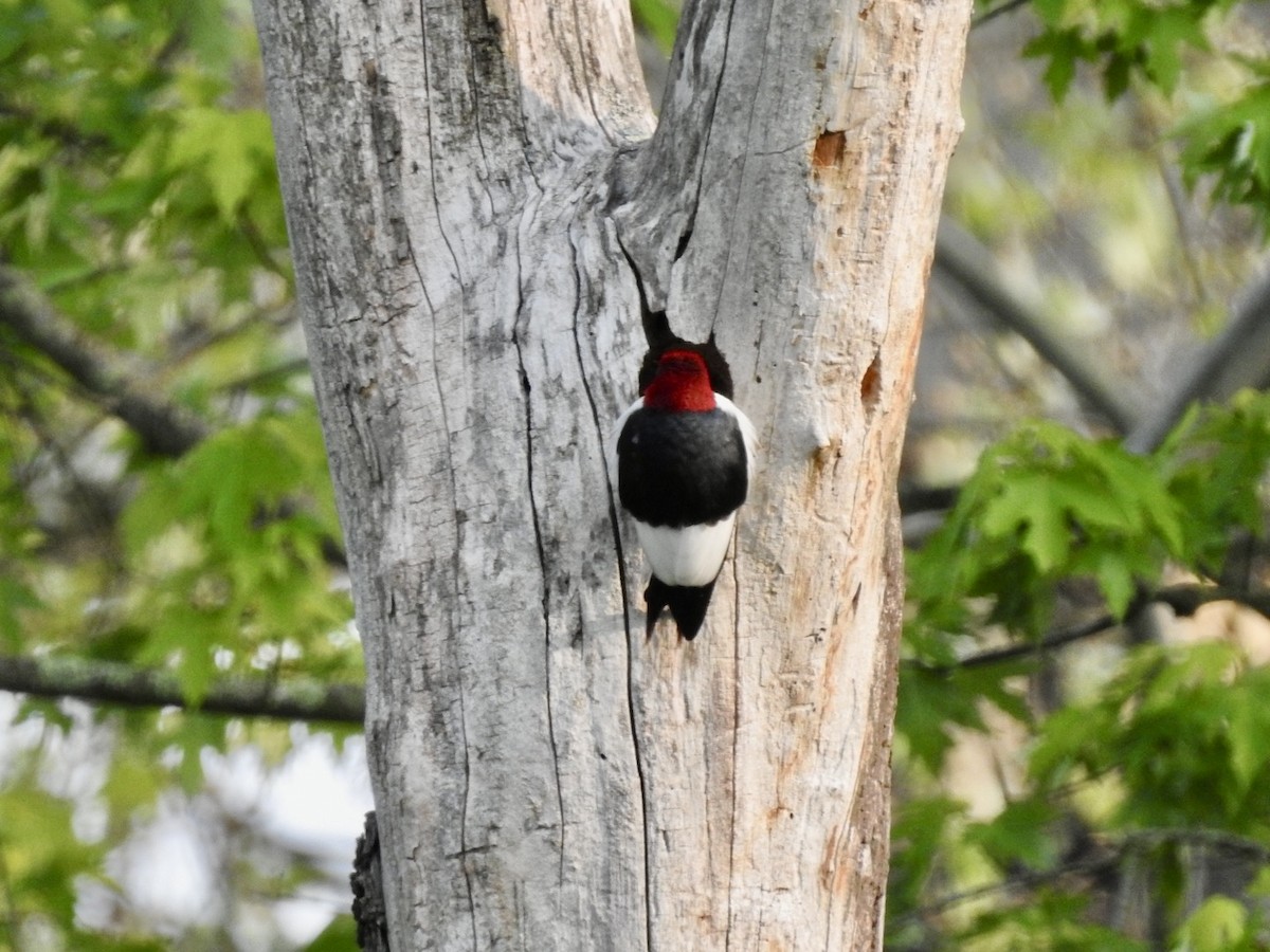 Red-headed Woodpecker - ML576457811