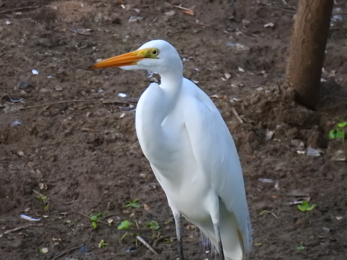 Great Egret - Leandro Niebles Puello