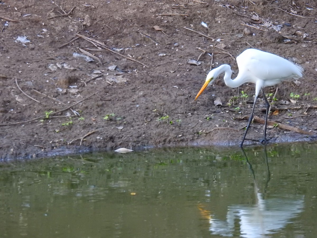 Great Egret - Leandro Niebles Puello