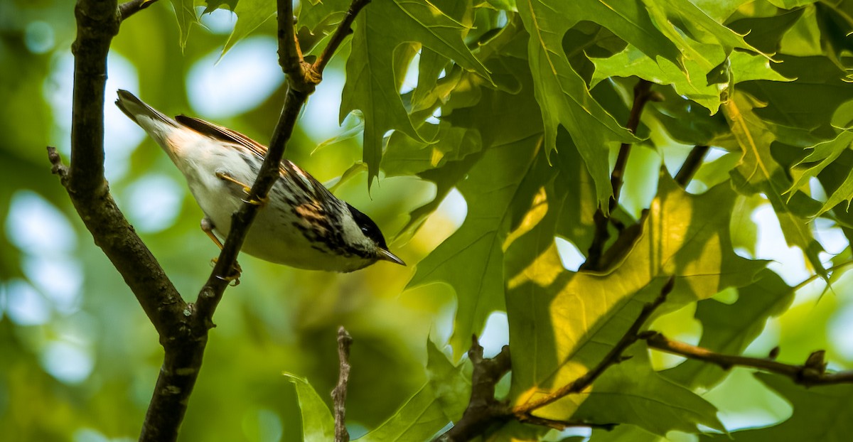 Blackpoll Warbler - ML576458131