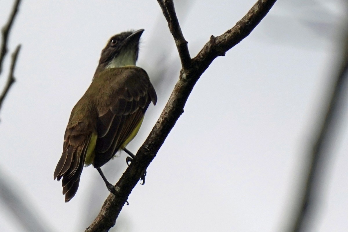 Social Flycatcher - ML576459321