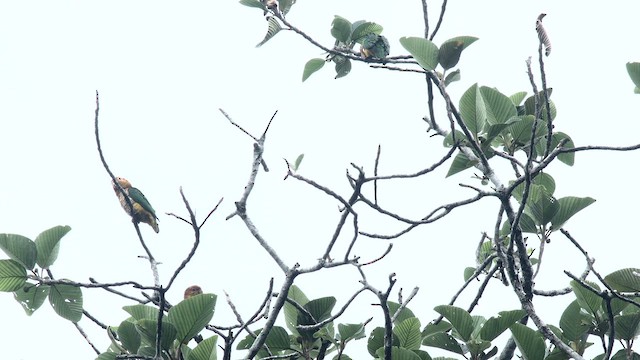 Папуга-білочеревець рудоголовий - ML576459591