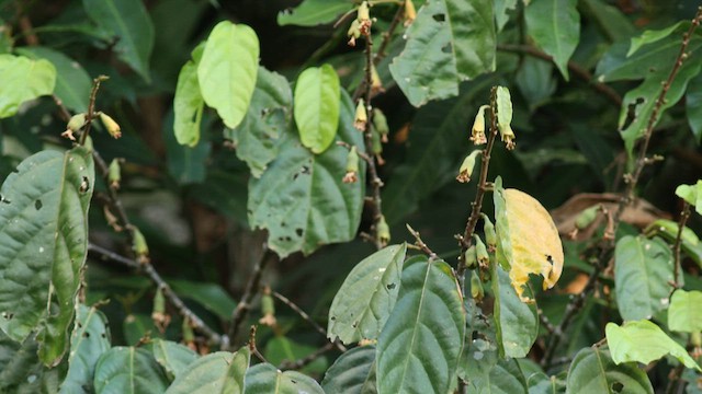 Yellow-crested Tanager - ML576460151