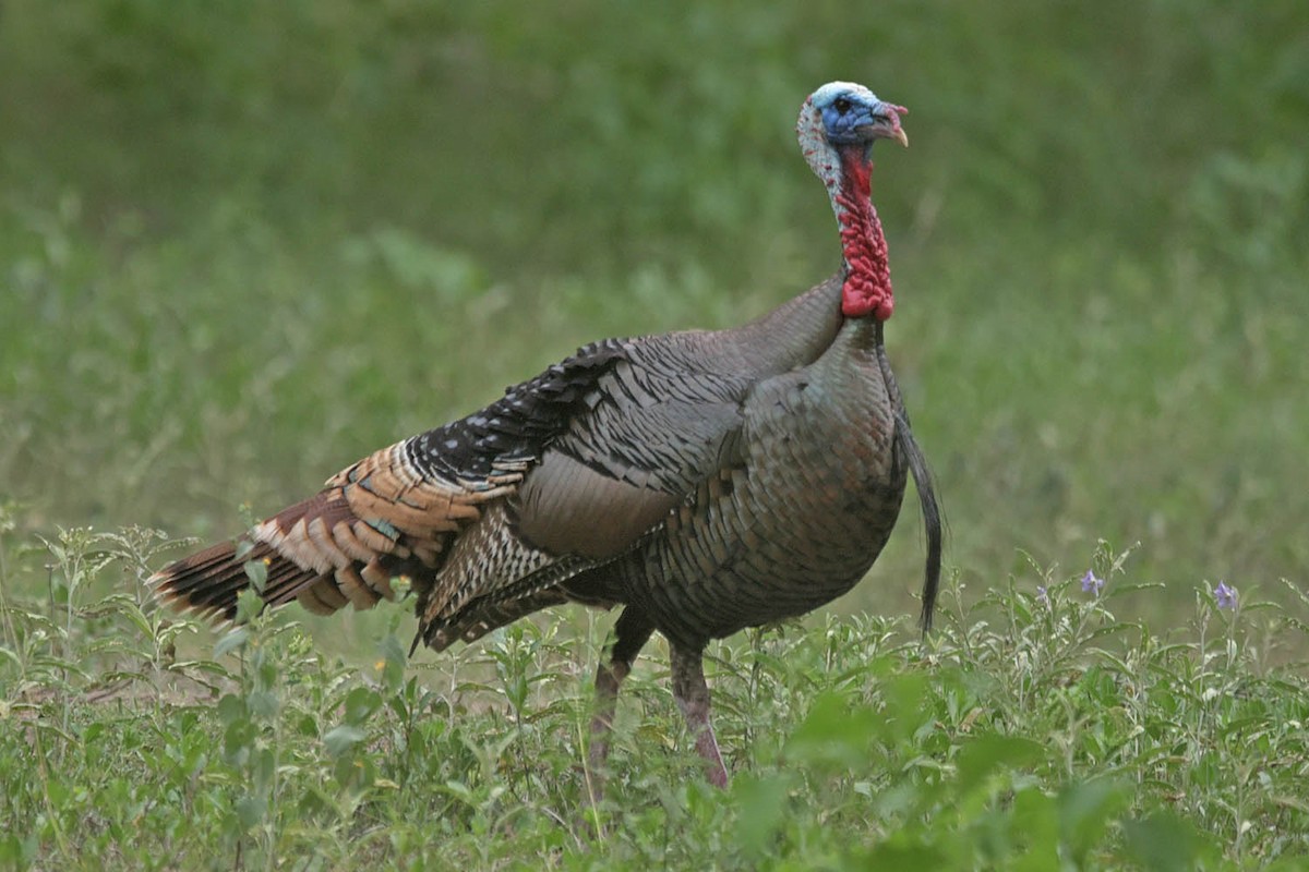 Wild Turkey - ML576460201