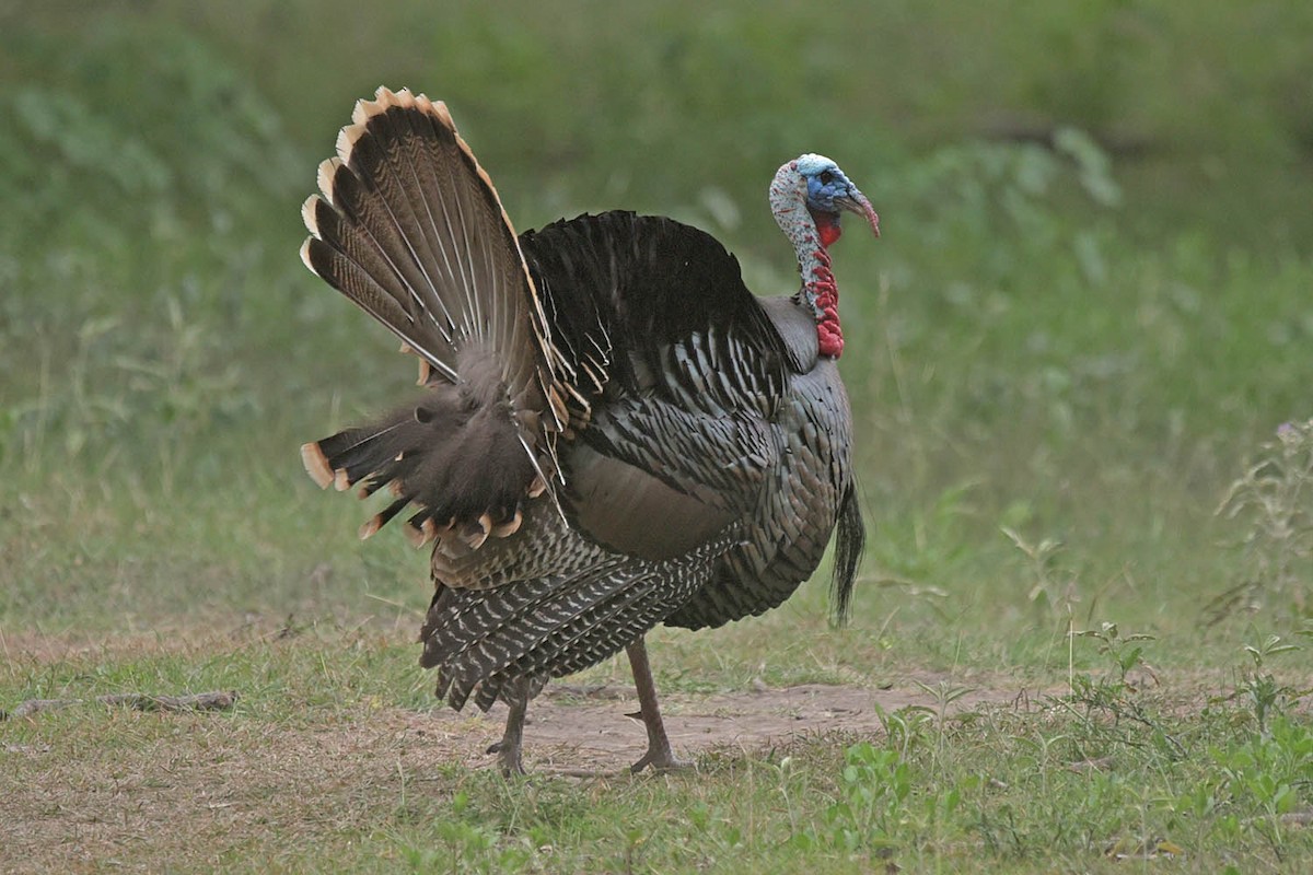 Wild Turkey - ML576460221