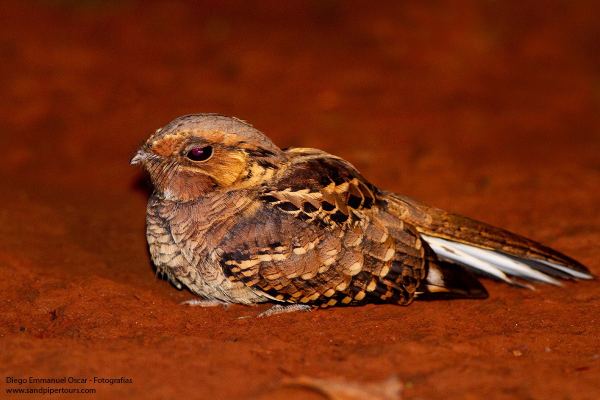 Common Pauraque - Diego Oscar / Sandpiper Birding & Tours