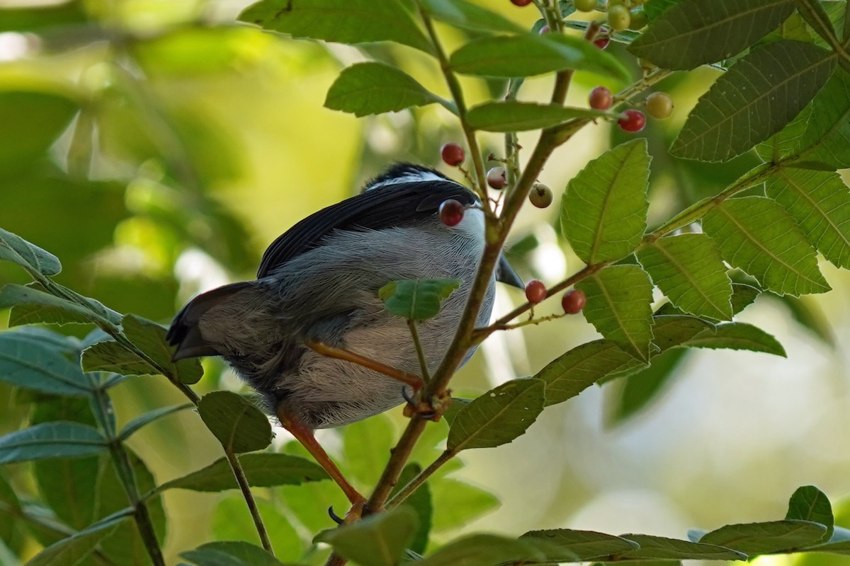 White-bearded Manakin - ML576461471