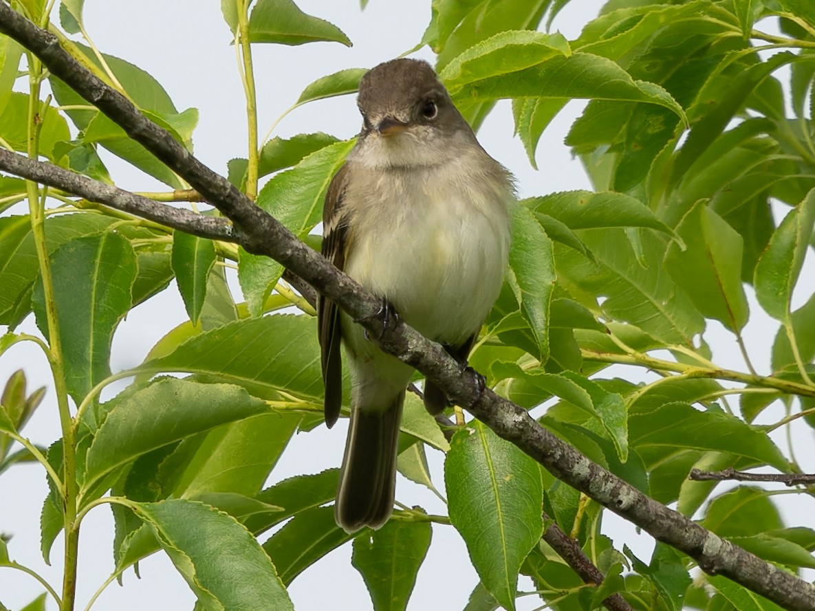 Willow Flycatcher - ML576461491