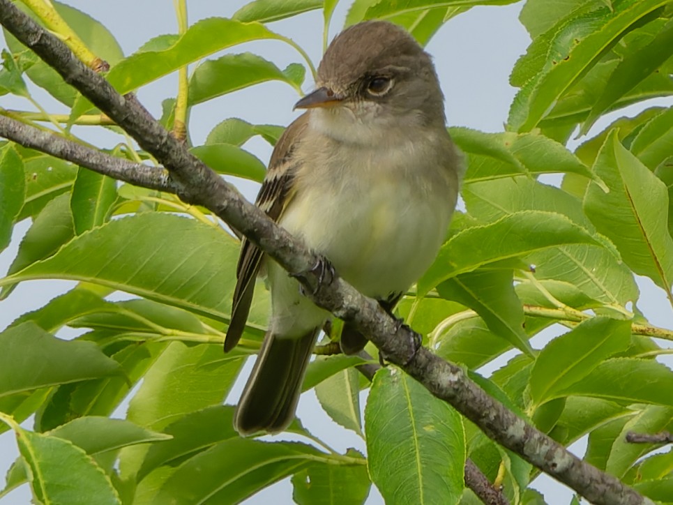 Willow Flycatcher - ML576461531