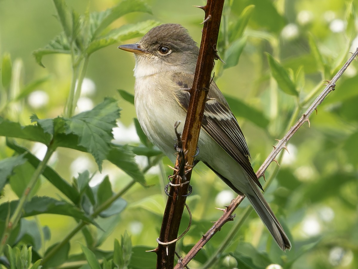 Willow Flycatcher - ML576461551