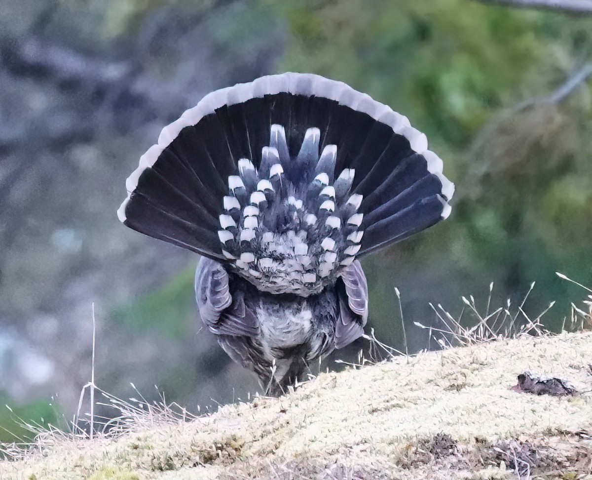 Sooty Grouse - ML576461821