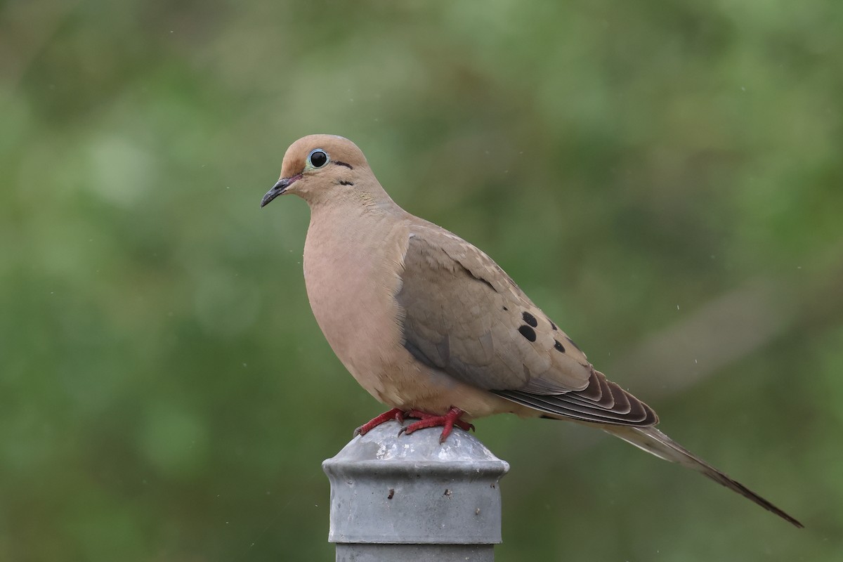 Mourning Dove - ML576461871