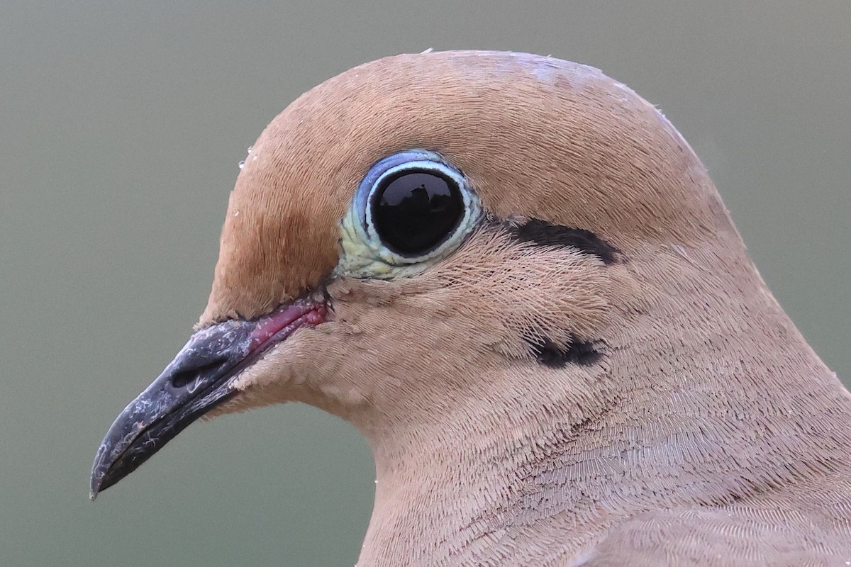 Mourning Dove - ML576462041