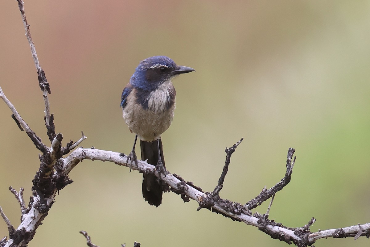 California Scrub-Jay - ML576462131