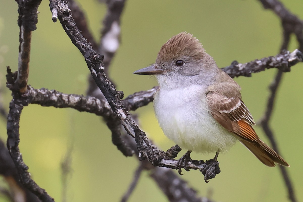 Ash-throated Flycatcher - ML576462161