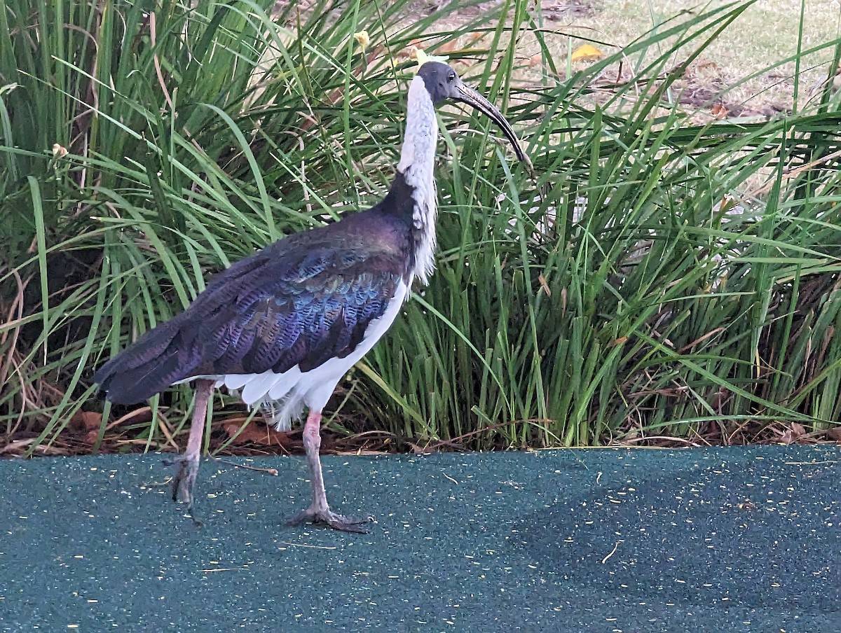 ibis slámokrký - ML576462271