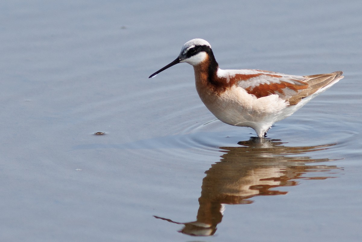 Wilson's Phalarope - ML576463071