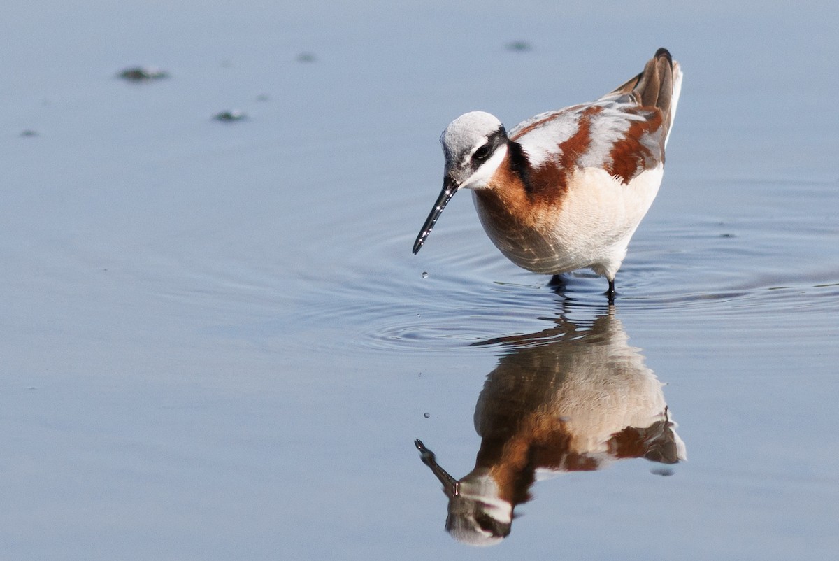 Wilson's Phalarope - ML576463101