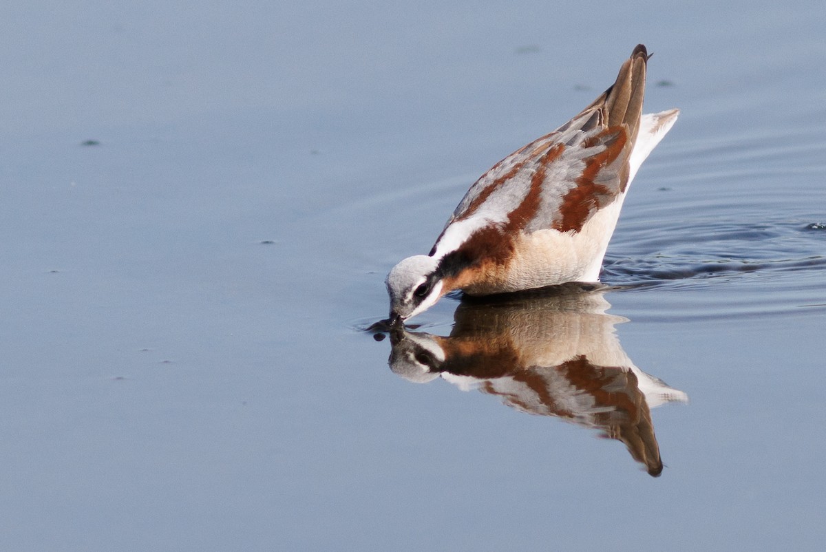 Wilson's Phalarope - ML576463141