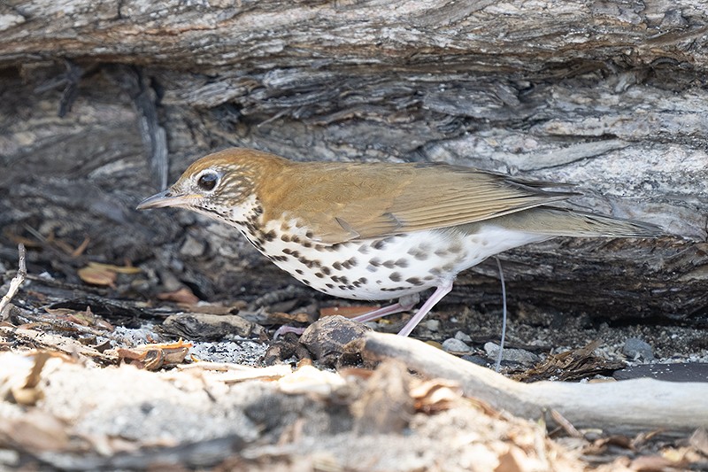 Wood Thrush - ML576463261