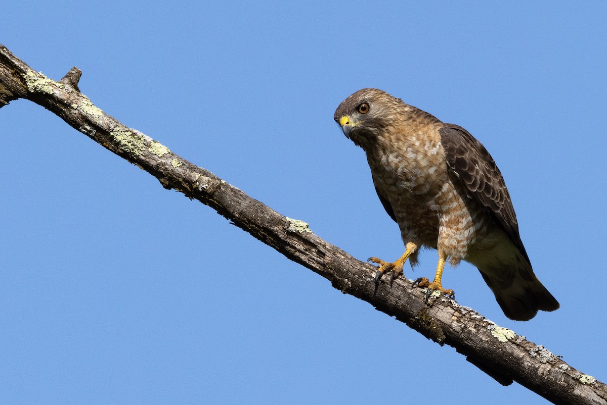 Broad-winged Hawk - Beatrix Pond