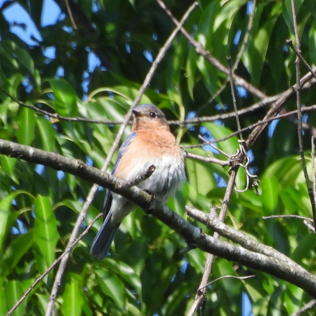 Eastern Bluebird - Tanaya Shadmehr