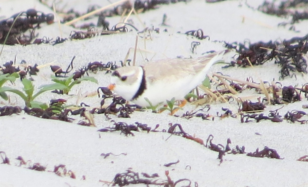 Piping Plover - ML576466651