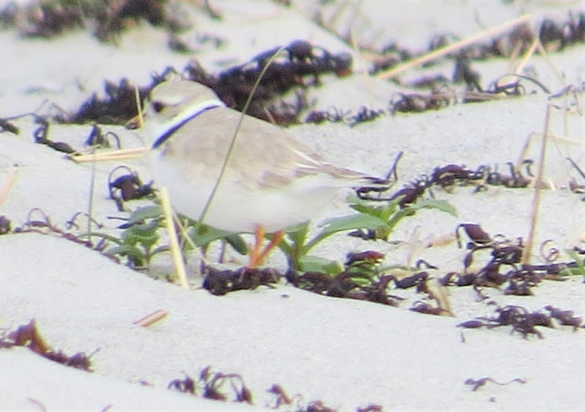 Piping Plover - ML576466741