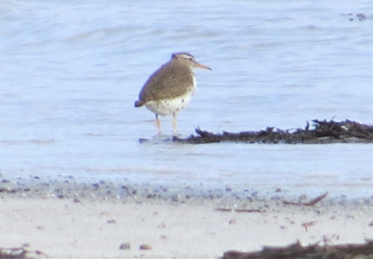 Spotted Sandpiper - ML576466921