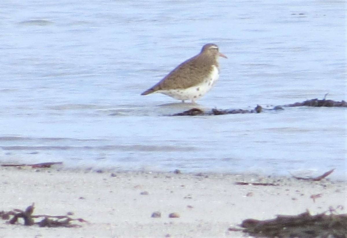 Spotted Sandpiper - ML576467041