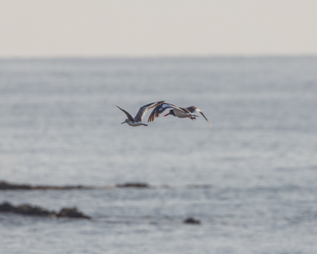 American Oystercatcher - ML576467401