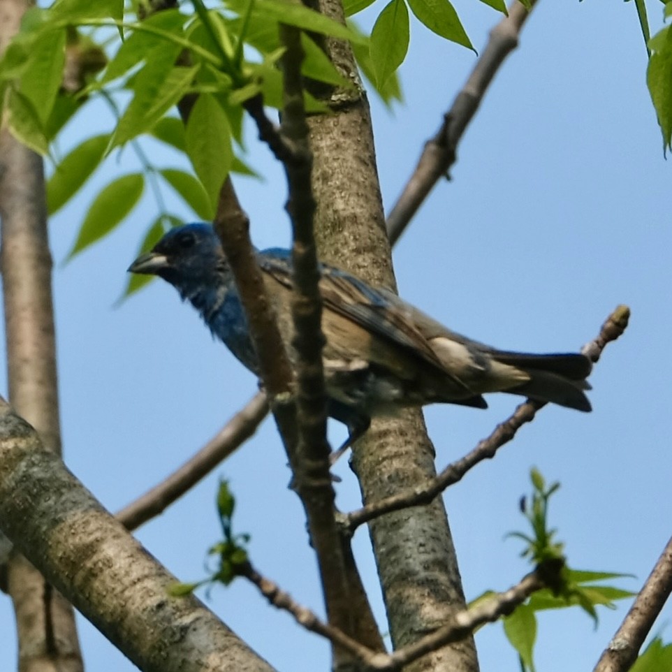 Indigo Bunting - ML576467451