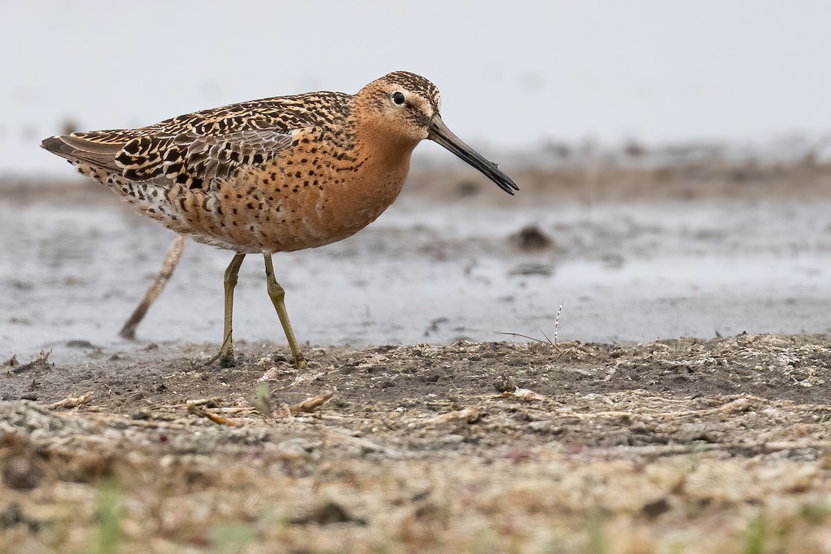 Short-billed Dowitcher - Amanda Guercio