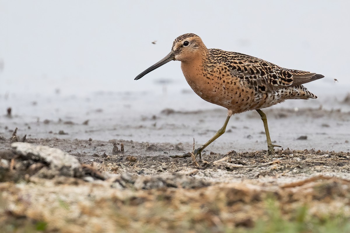 Short-billed Dowitcher - ML576469091