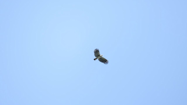 White-collared Kite - ML576469441