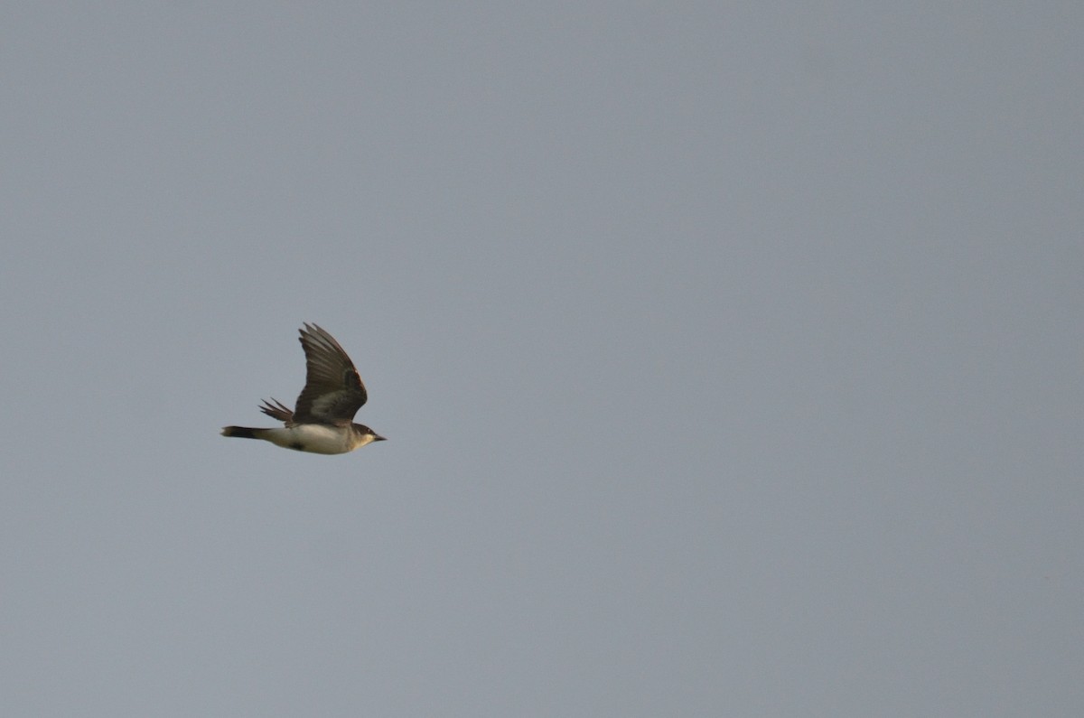 Eastern Kingbird - ML576470751