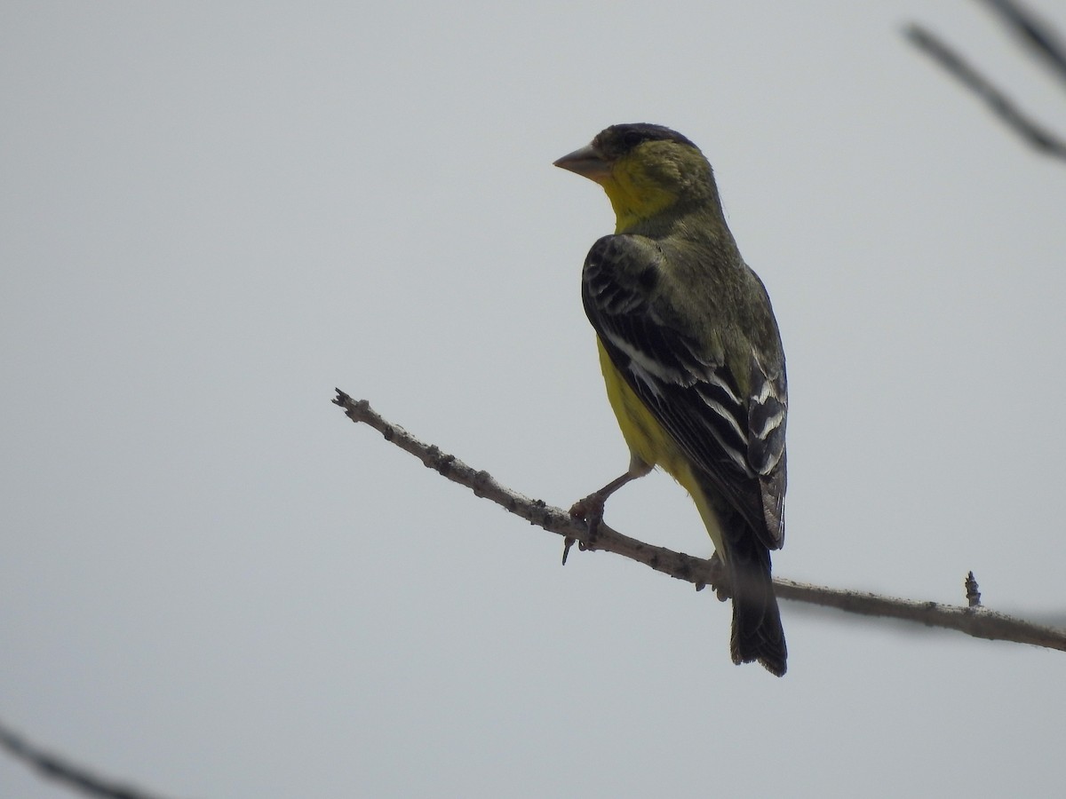 Lesser Goldfinch - ML576471201