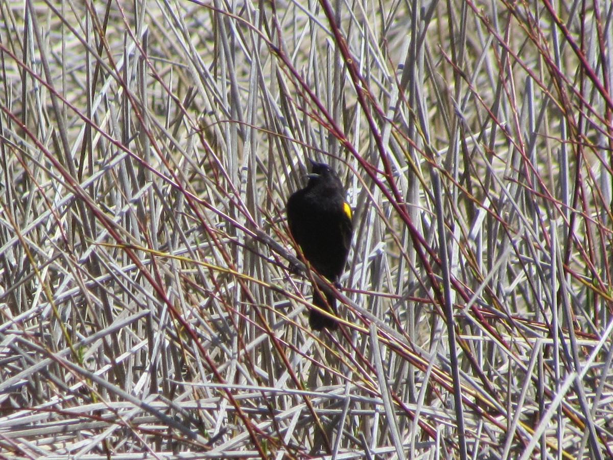 Yellow-winged Blackbird - ML576471831