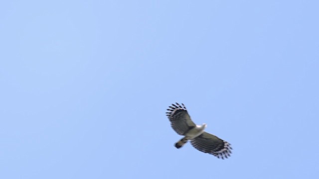 White-collared Kite - ML576472631