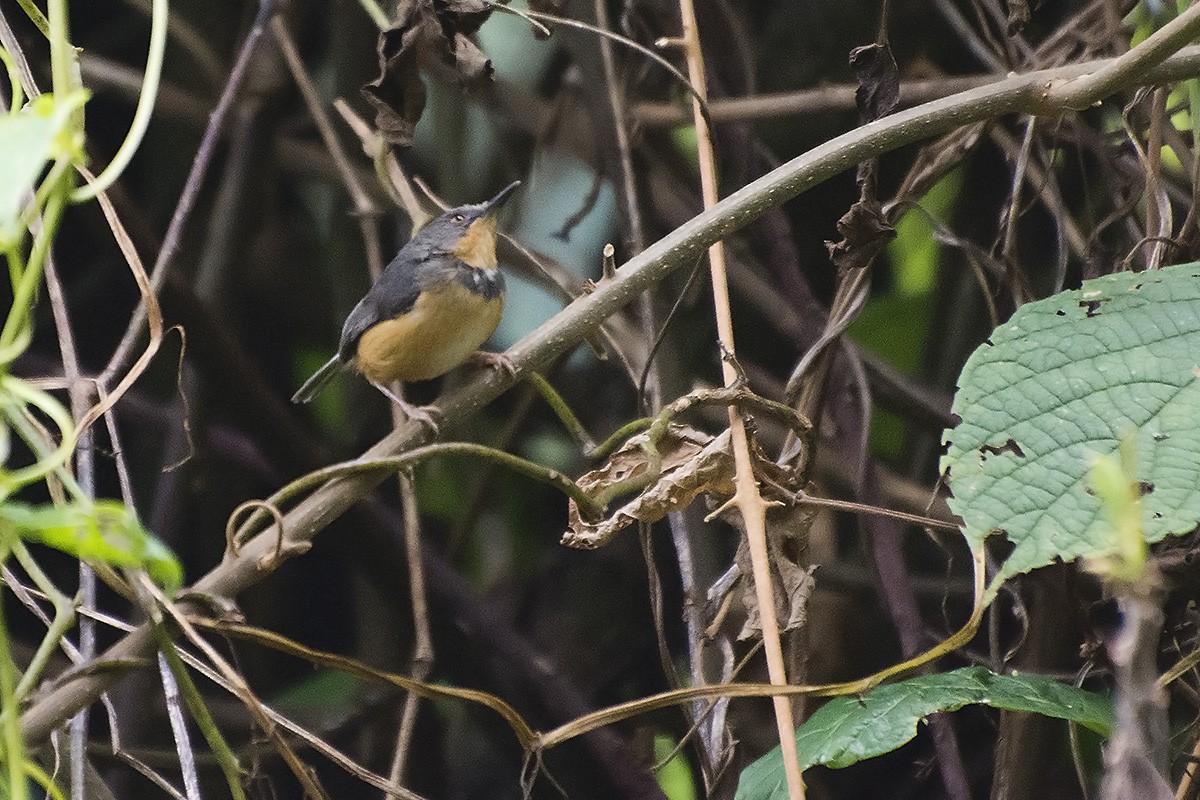 Apalis del Ruwenzori - ML576473471