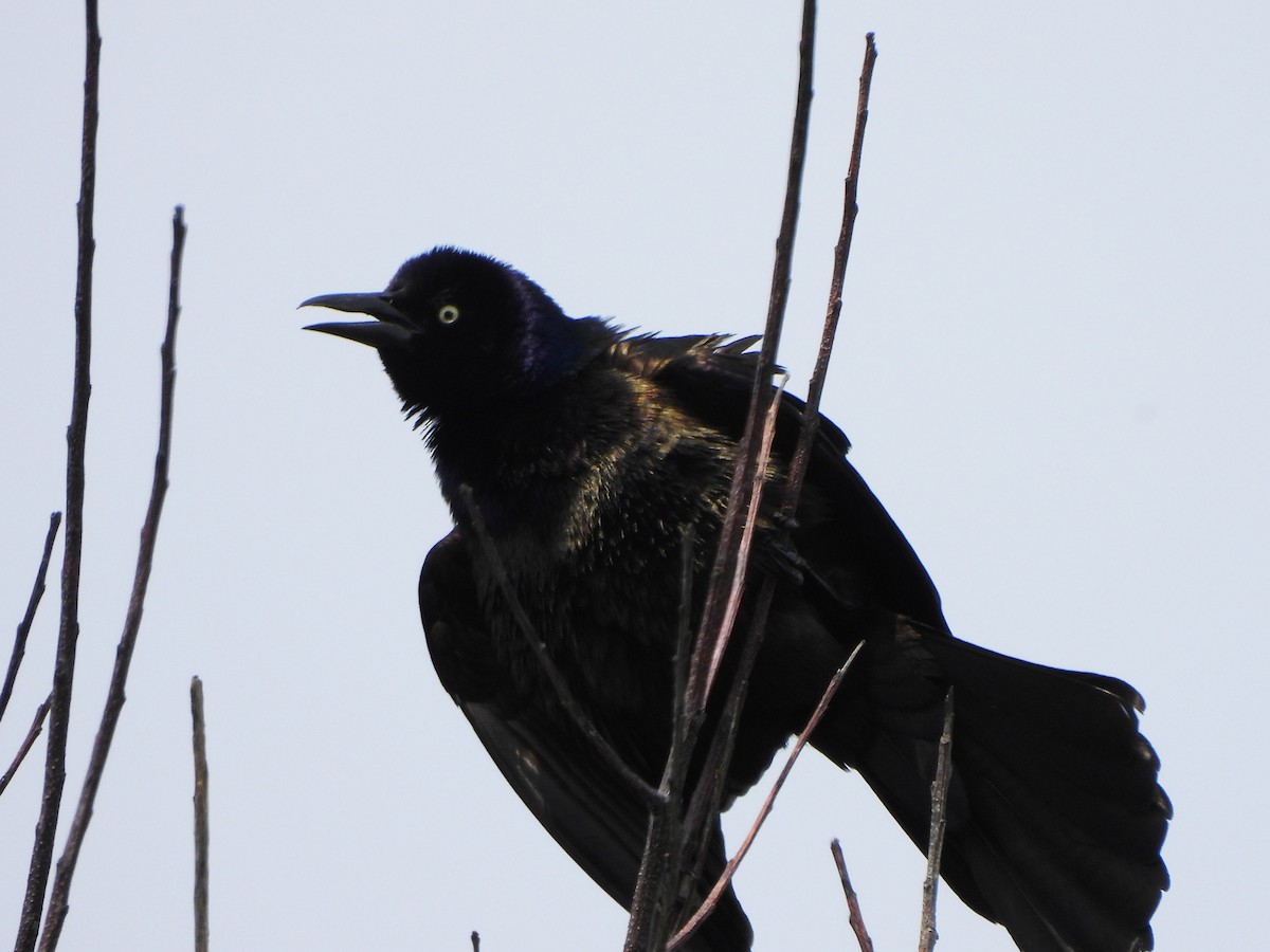 Common Grackle - Teale Fristoe