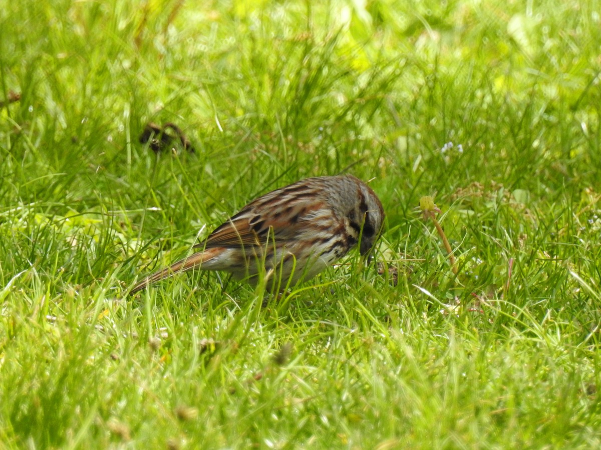 Song Sparrow - ML57647461