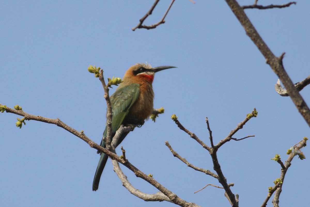 White-fronted Bee-eater - ML576474991