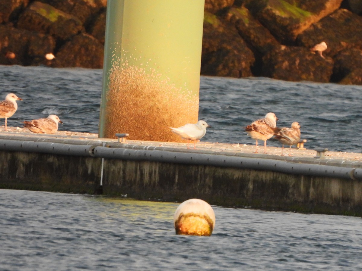 Iceland Gull - ML576476131