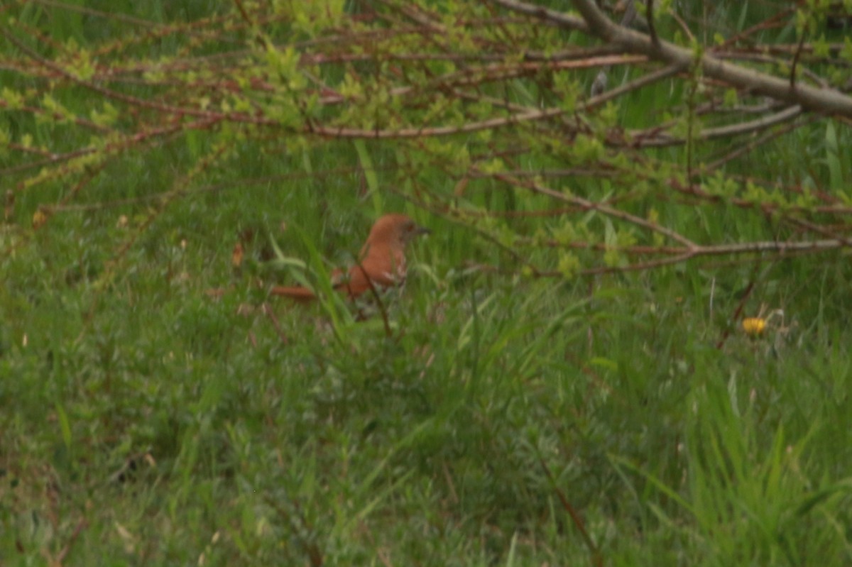 Brown Thrasher - ML576476621