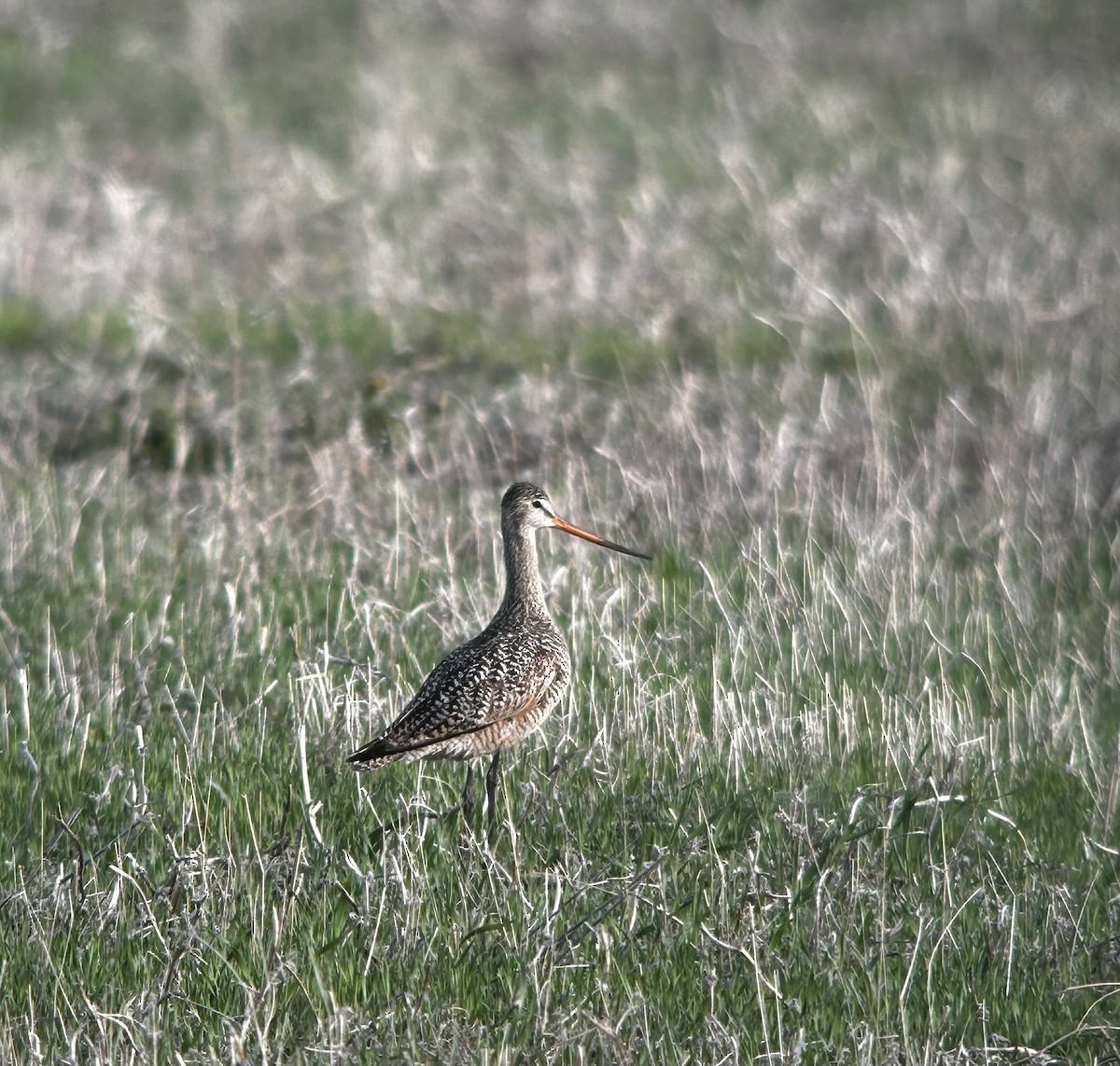 Marbled Godwit - ML576477061