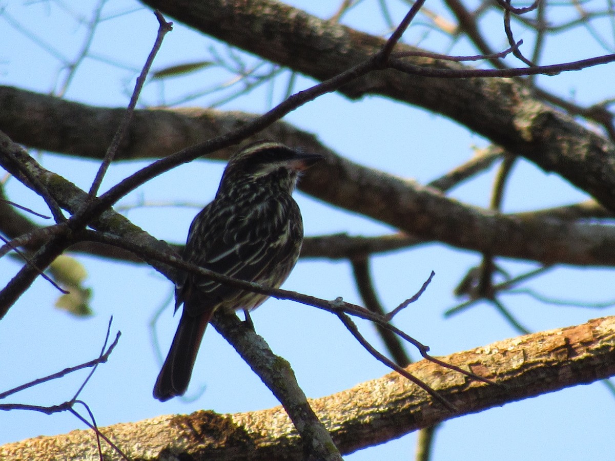 Streaked Flycatcher - ML576477411