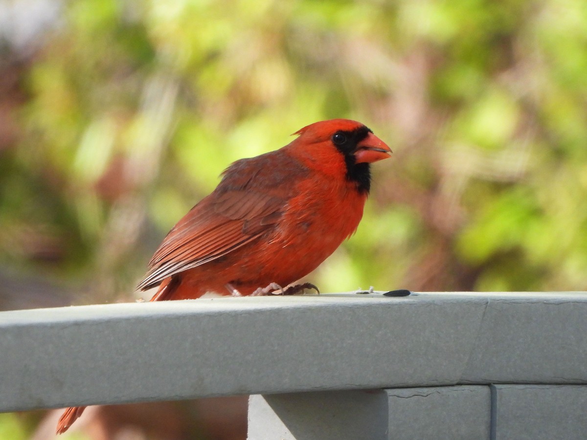 Northern Cardinal - Teale Fristoe
