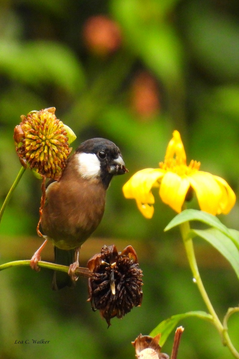 White-cheeked Bullfinch - ML576479371